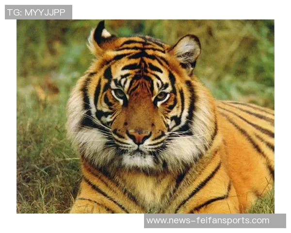 困兽犹斗,虎威犹存——京粤落难中坚韧之魂 困兽犹斗,虎威犹存——京粤落难中坚韧之魂